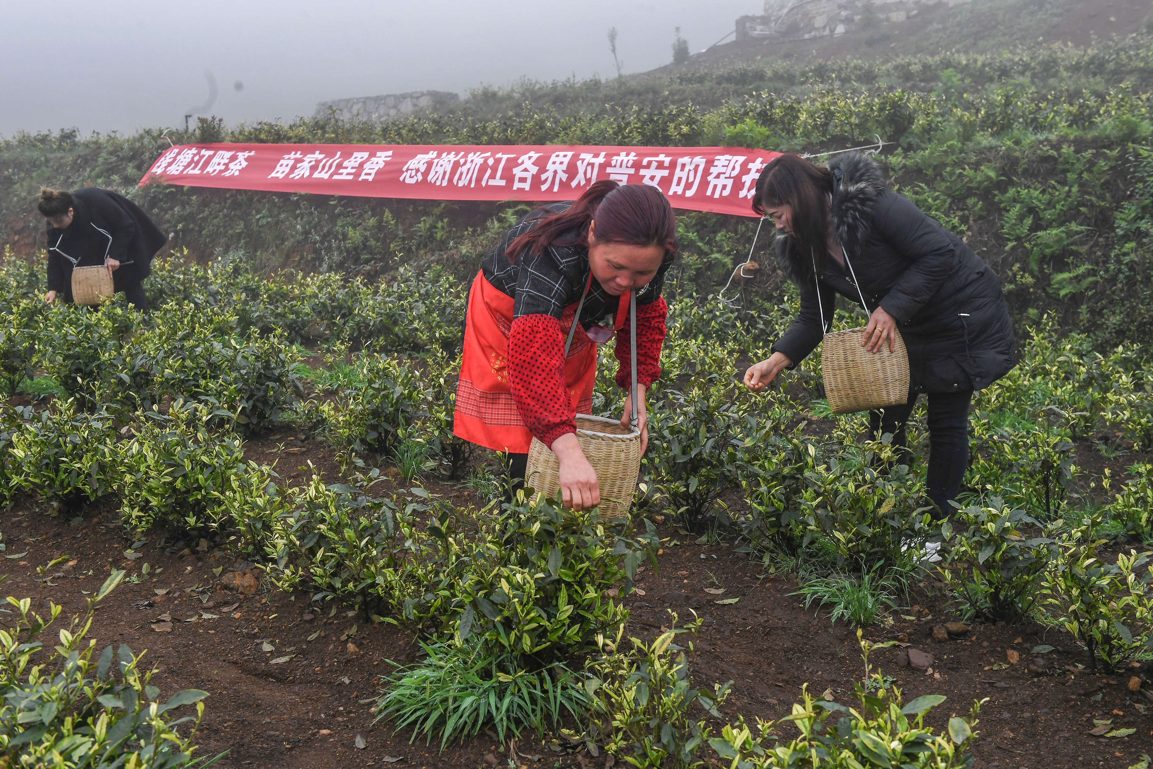 2021年4月14日，工人在貴州省黔西南州普安縣地瓜鎮(zhèn)屯上村“白葉一號(hào)”感恩茶園采茶。這片茶園由浙江省安吉縣捐贈(zèng)。